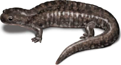 Small-mouthed Salamander