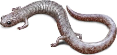 Inyo Mountains Salamander