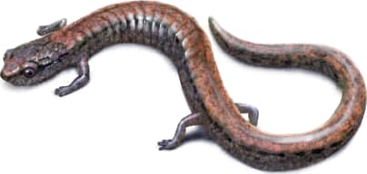 Gabilan Mountains Slender Salamander