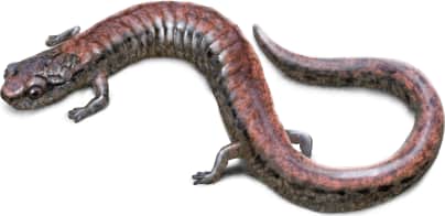 Arguello Slender Salamander
