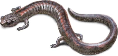 Fairview Slender Salamander