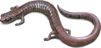 Hell Hollow Slender Salamander