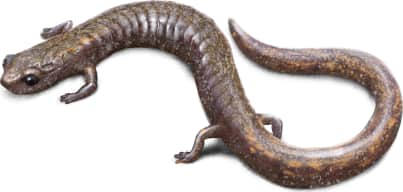 San Gabriel Slender Salamander