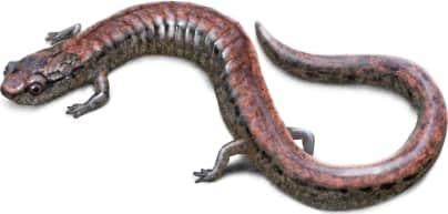 San Simeon Slender Salamander