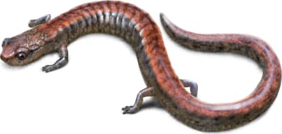 Santa Lucia Mountains Slender Salamander