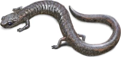 Lesser Slender Salamander