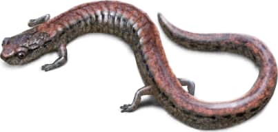 Black-bellied Slender Salamander