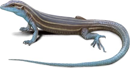 Pai Striped Whiptail