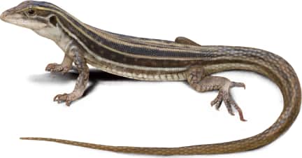 Laredo Striped Whiptail