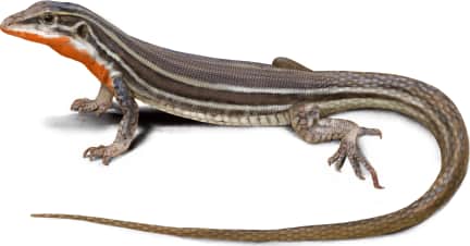 Orange-throated Whiptail