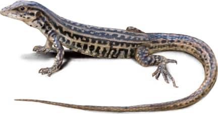 Triploid Checkered Whiptail
