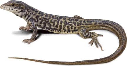 Marbled Whiptail