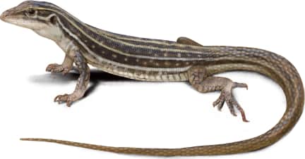Sonoran Spotted Whiptail — Aspidoscelis sonorae variation