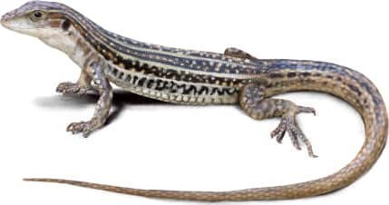 Giant Spotted Whiptail