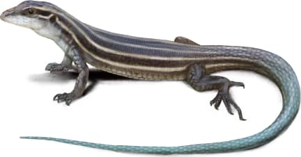 Plateau Striped Whiptail