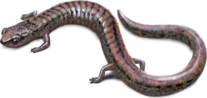 Greenhorn Mountains Slender Salamander