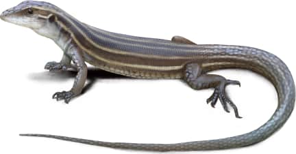Desert Grassland Whiptail