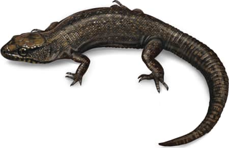 Sierra Night Lizard