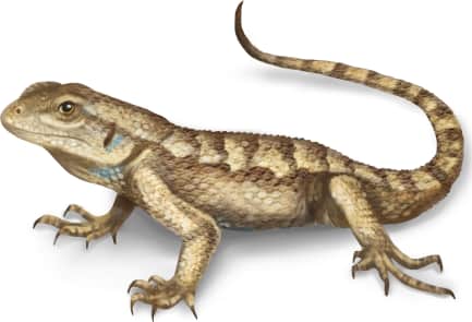 Prairie Lizard