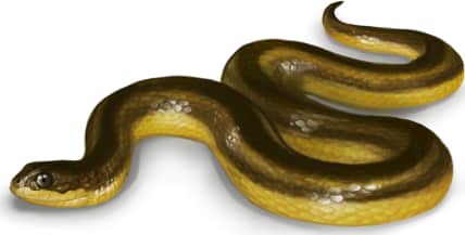 Striped Swampsnake