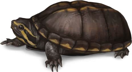 Striped Mud Turtle