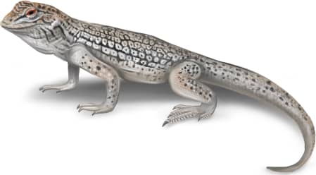 Coachella Valley Fringe-toed Lizard
