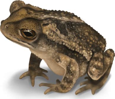 Gulf Coast Toad