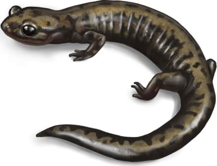 Weller's Salamander