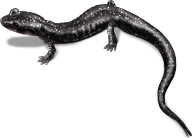 Kiamichi Slimy Salamander