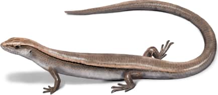 Delicate Garden Skink
