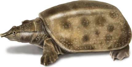 Wattle-necked Softshell Turtle