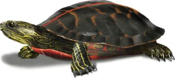 Southern Painted Turtle