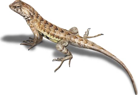 Elegant Earless Lizard