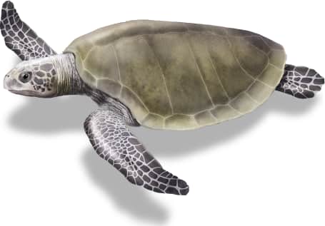 Olive Ridley Sea Turtle