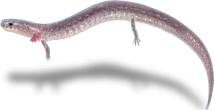San Marcos Salamander