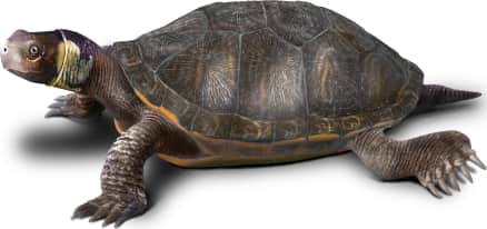 Bog Turtle