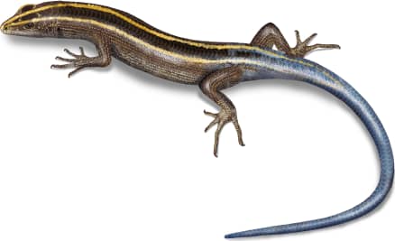 Azure-tailed Skink
