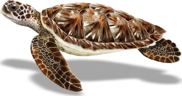 Green Sea Turtle