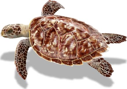 Hawksbill Sea Turtle