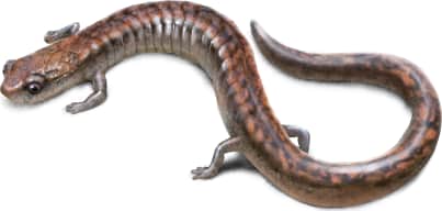Channel Islands Slender Salamander