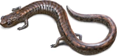 Relictual Slender Salamander