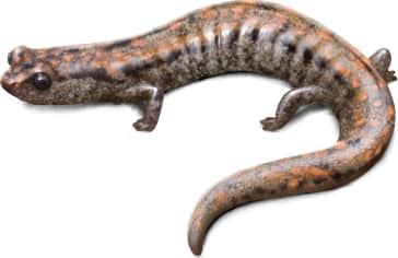 Kern Plateau Slender Salamander