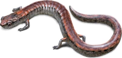 Kings River Slender Salamander