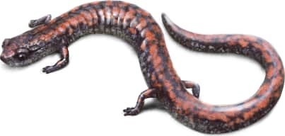 Oregon Slender Salamander