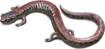 Tehachapi Slender Salamander
