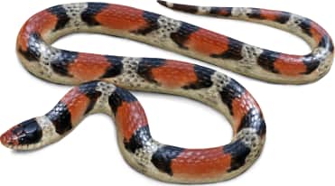 Texas Scarletsnake