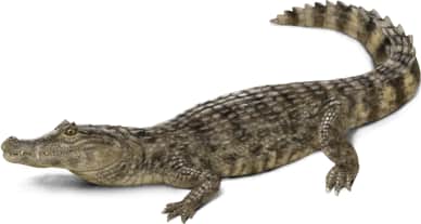 Spectacled Caiman