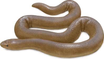 Northern Rubber Boa