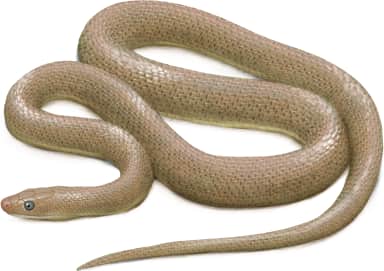 Baja California Ratsnake