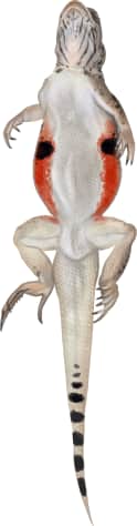 Colorado Desert Fringe-toed Lizard